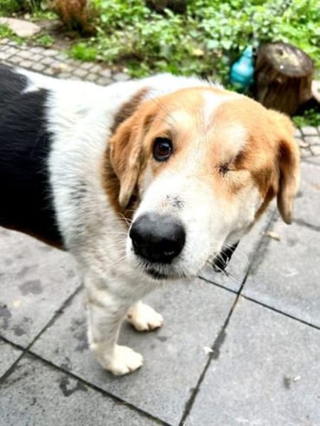 Miss Sunny - wartet in 50259 Pulheim