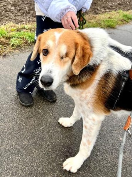 Miss Sunny - wartet in 50259 Pulheim