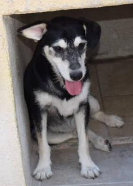 Blus, lieb wünscht sich Zuhause,