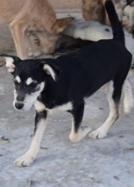 Blus, lieb wünscht sich Zuhause,