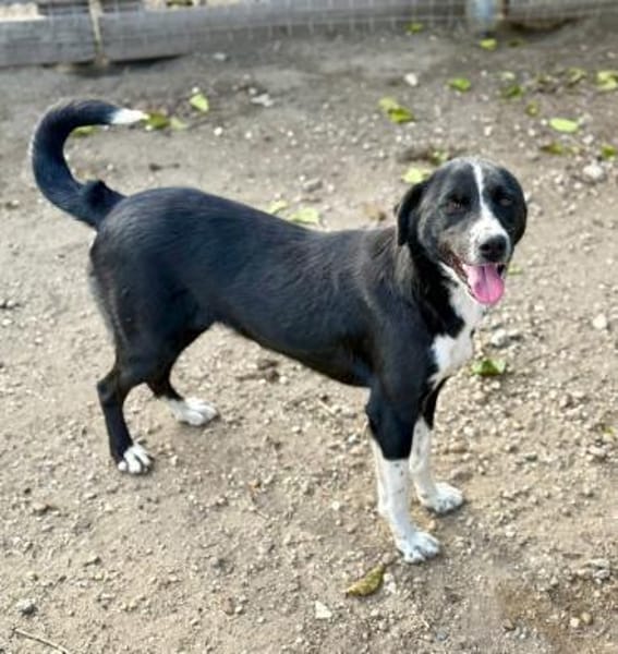 Ezra, eine liebe, freundliche Hündin