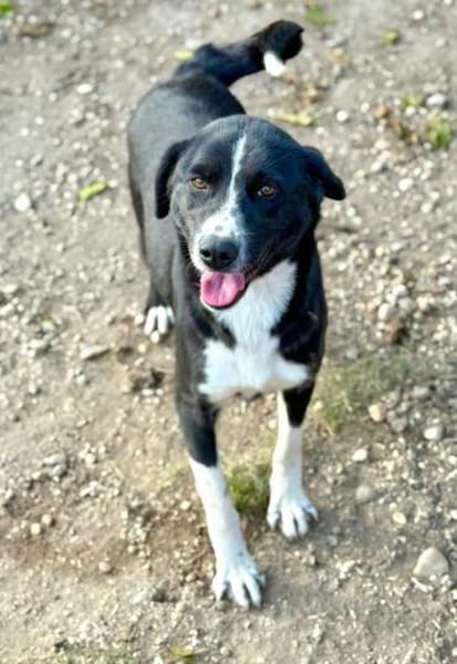 Ezra, eine liebe, freundliche Hündin