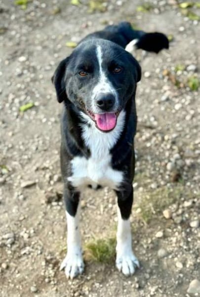 Ezra, eine liebe, freundliche Hündin