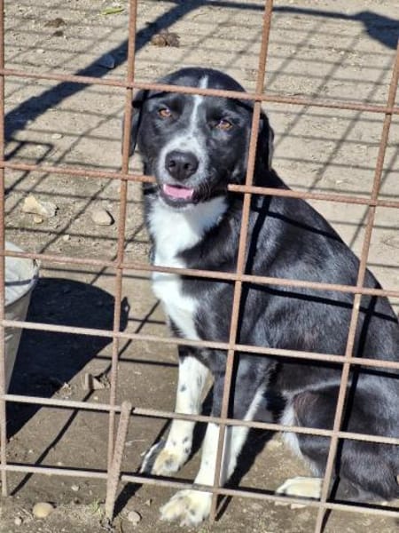 Ezra, eine liebe, freundliche Hündin