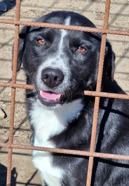 Ezra, eine liebe, freundliche Hündin