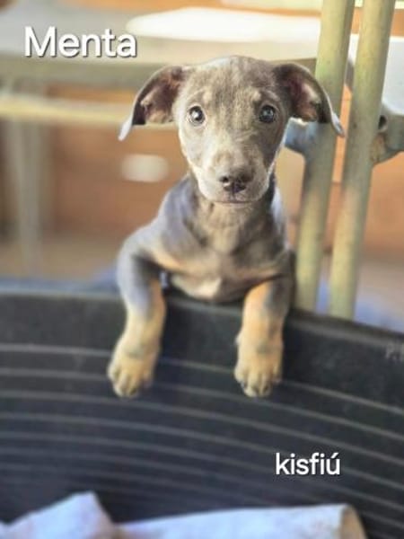 Menta, verspielter Mischlingswelpe