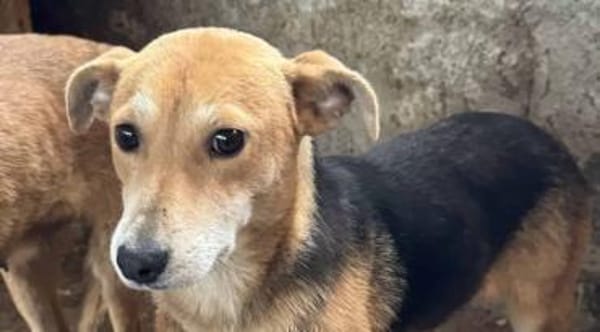 Mirika ist eine freundliche Hündin 🐾