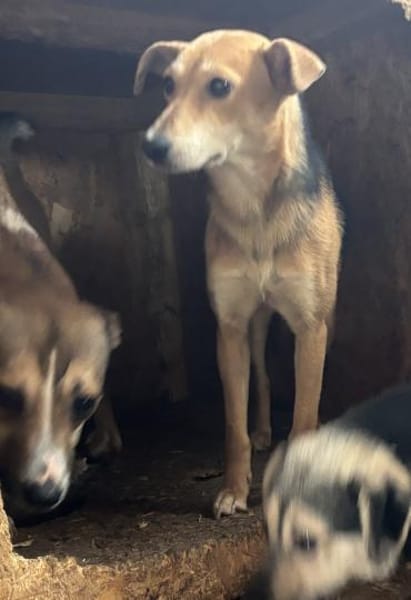 Mirika ist eine freundliche Hündin 🐾