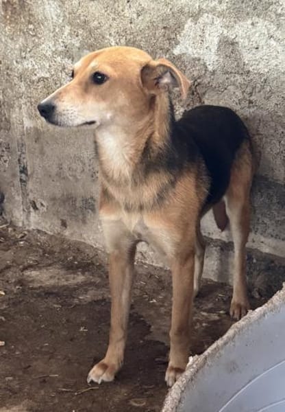 Mirika ist eine freundliche Hündin 🐾