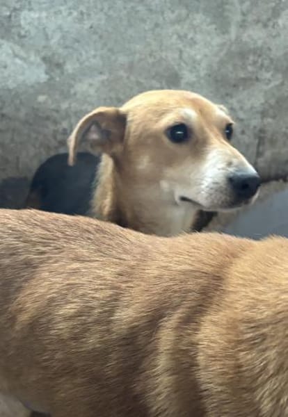 Mirika ist eine freundliche Hündin 🐾