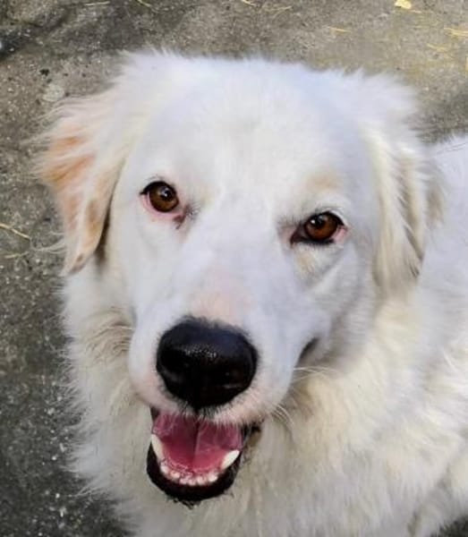 DALILA - auf PS in Niedersachsen