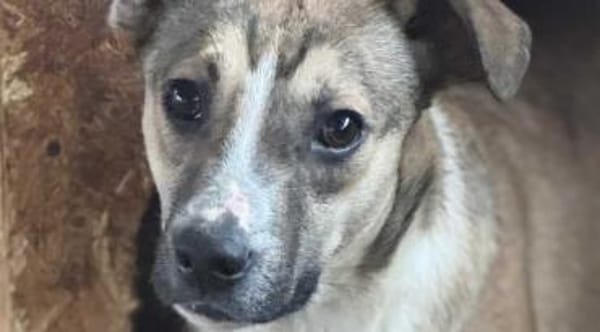 Amadeus ist so verkuschelt 🐾