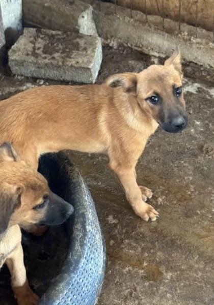 Jette - die fröhliche Maus 🐾