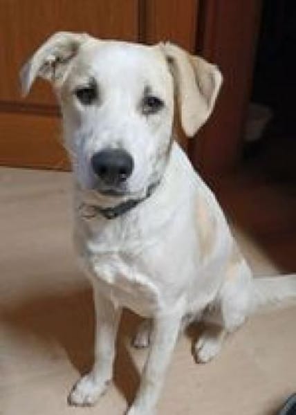 Hunter möchte ein Zuhause