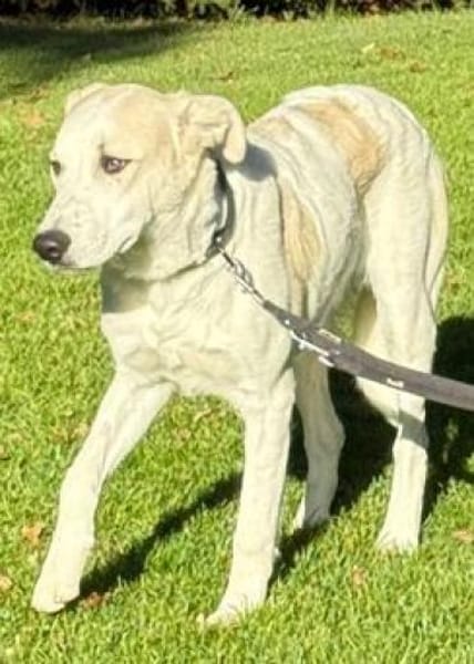 Hunter möchte ein Zuhause