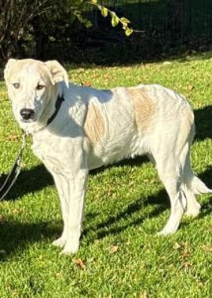 Hunter möchte ein Zuhause