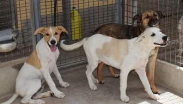 Hunter möchte ein Zuhause