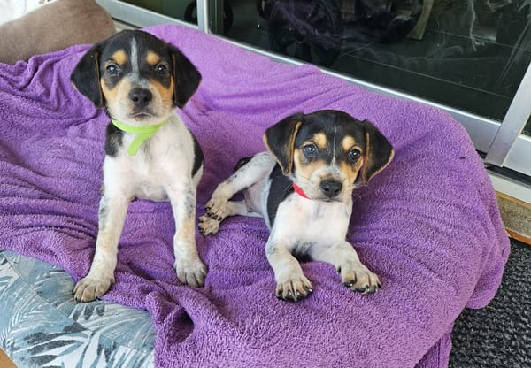 Tiago aux mille sourires