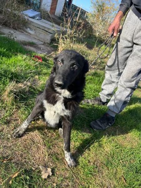 Levi sucht seine Familie