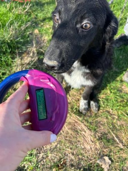 Levi sucht seine Familie