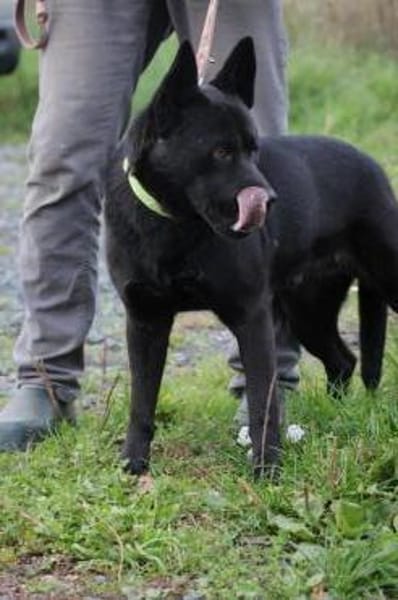 Kiono - zutraulich u. umgänglich