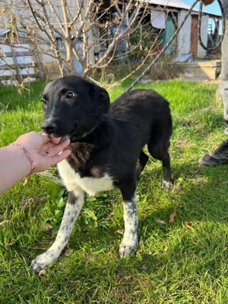 Kieran sucht sein Zuhause