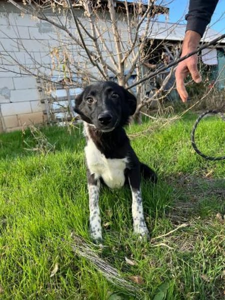 Kieran sucht sein Zuhause