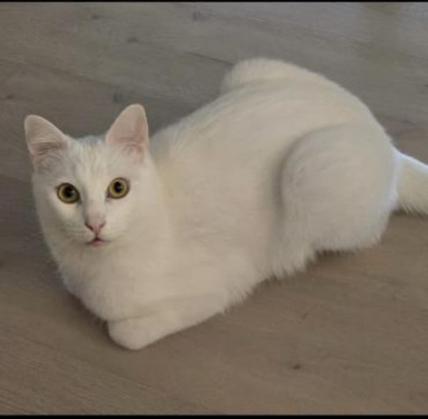 Sky - Einzelkatze mit Garten/Freigang