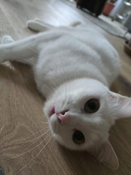 Sky - Einzelkatze mit Garten/Freigang