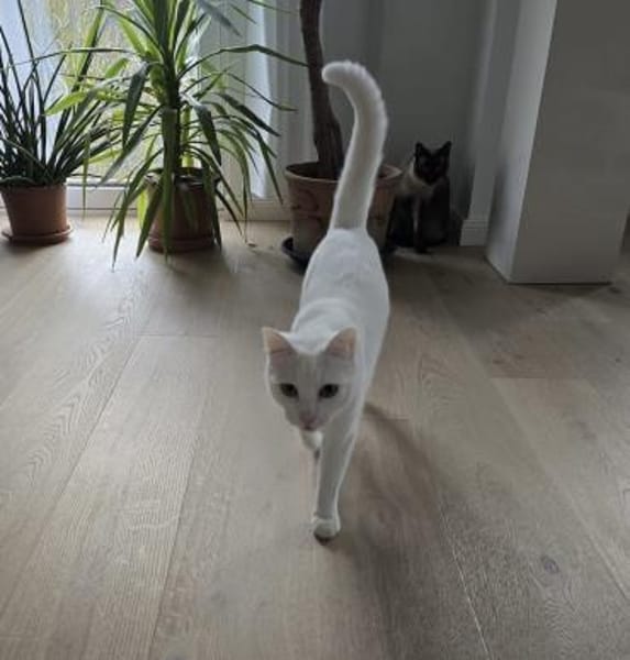 Sky - Einzelkatze mit Garten/Freigang