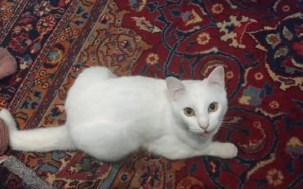 Sky - Einzelkatze mit Garten/Freigang