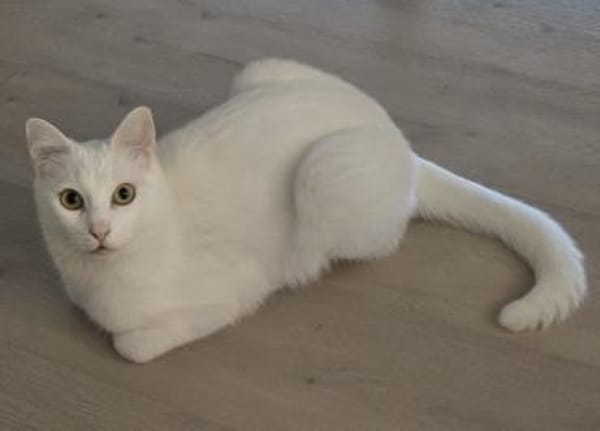 Sky - Einzelkatze mit Garten/Freigang