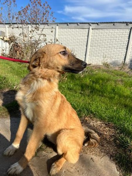 Therry - tolle Hündin sucht zuhause