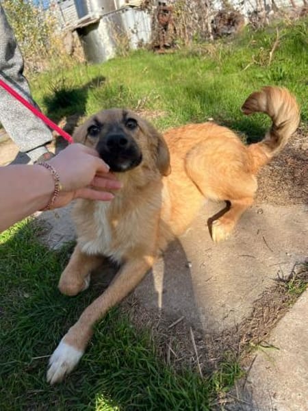 Therry - tolle Hündin sucht zuhause