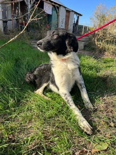 Lola ! Zuhause gesucht