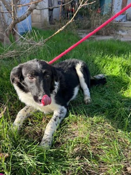 Lola ! Zuhause gesucht