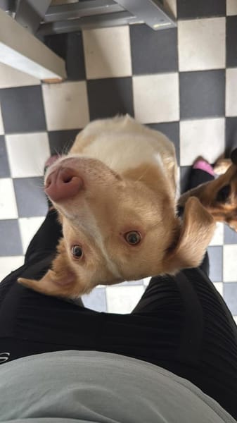 Sensibler CREAM sucht ♥ 🆘‼🆘