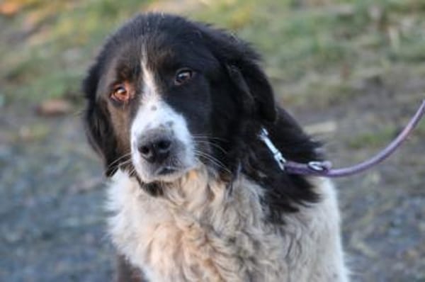 Marina - zutraulich u. kinderlieb