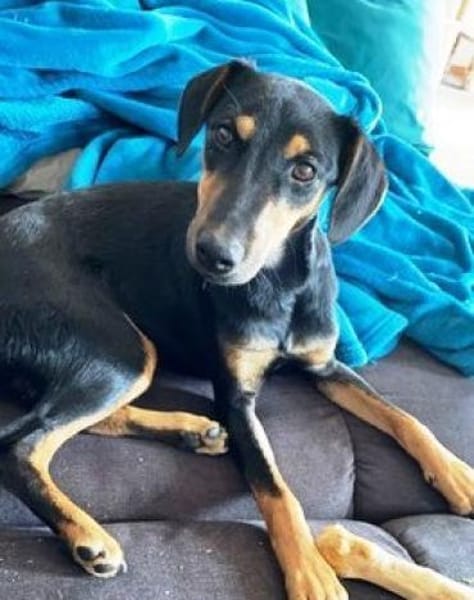 Tiny ist intelligent, lieb und sozial!