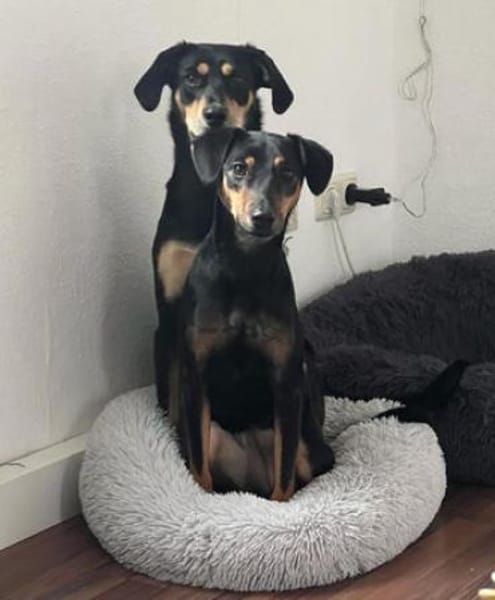 Tiny ist intelligent, lieb und sozial!