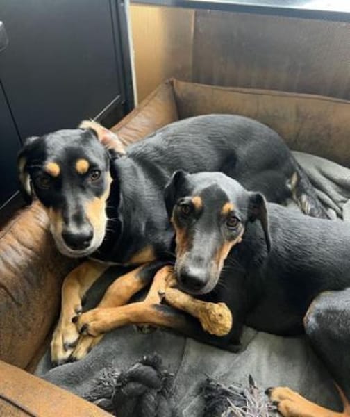 Tiny ist intelligent, lieb und sozial!