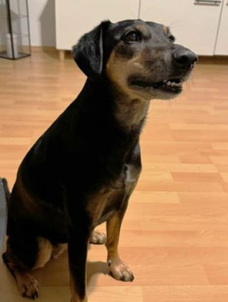 Tiny ist intelligent, lieb und sozial!