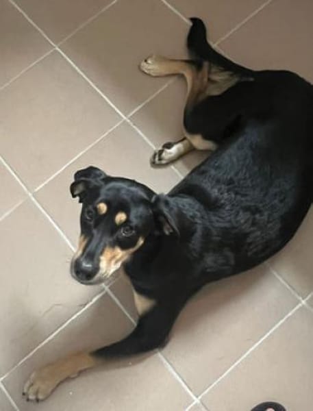 Noelle ist herzensgut und verschmust!