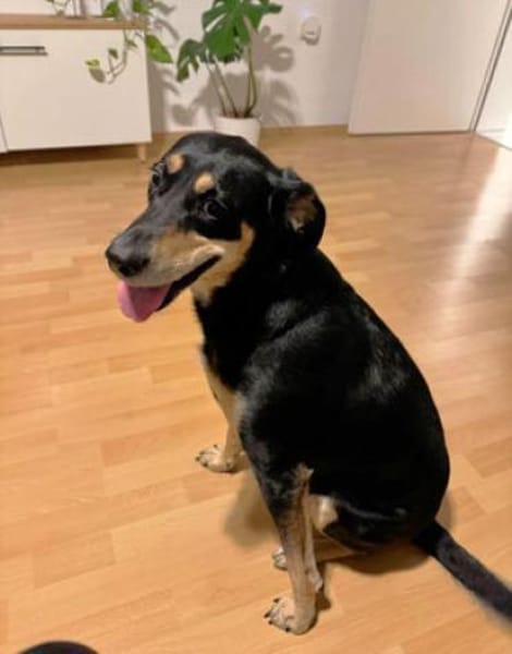 Noelle ist herzensgut und verschmust!