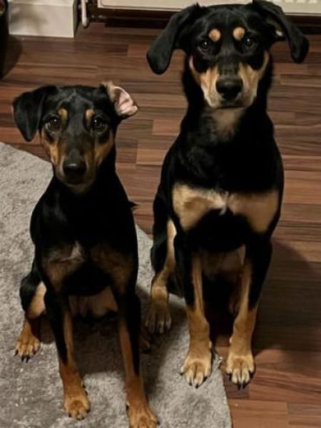 Noelle ist herzensgut und verschmust!