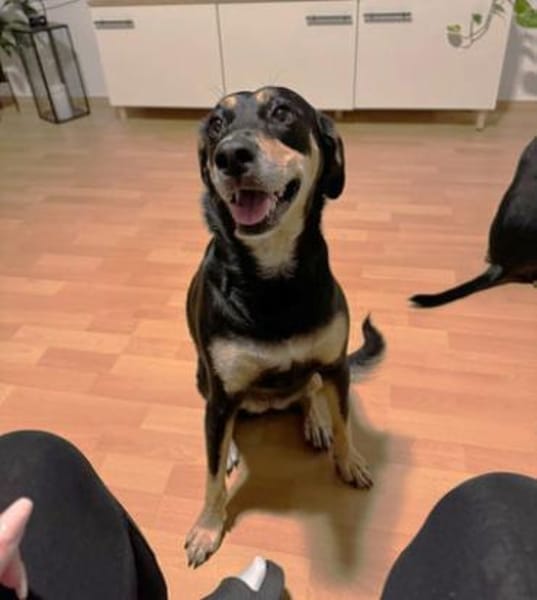 Noelle ist herzensgut und verschmust!