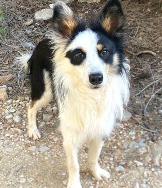 Pocket - sucht Ruhe und Stabilität