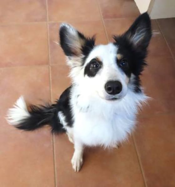 Pocket - sucht Ruhe und Stabilität