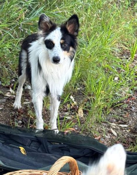 Pocket - sucht Ruhe und Stabilität