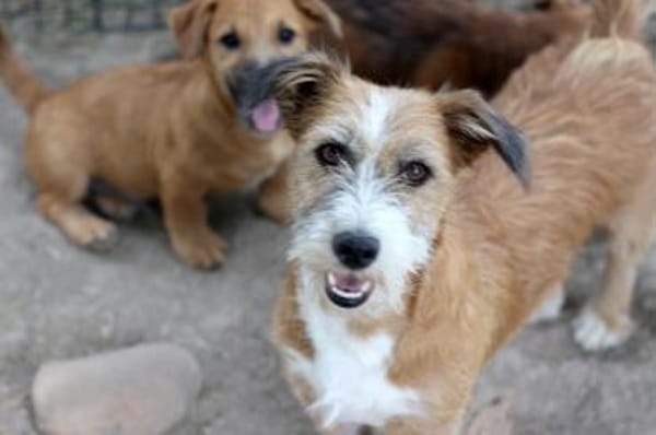 Lizu wünscht sich eine eigene Familie